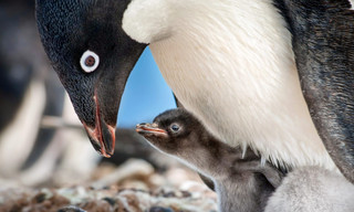 Secrets of the penguins
