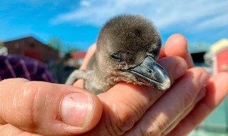 Seelöwe & Co. - tierisch beliebt XXL