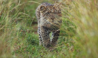 Serengeti - Misfortune