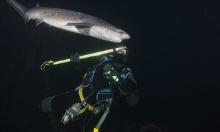 Sharks of the Shadowland