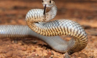 Snake City: Snakes in the City Venomous Face-Off Compilation