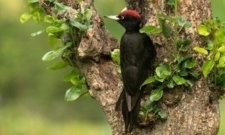 Spechten: het hele verhaal