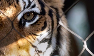 Surviving Joe Exotic