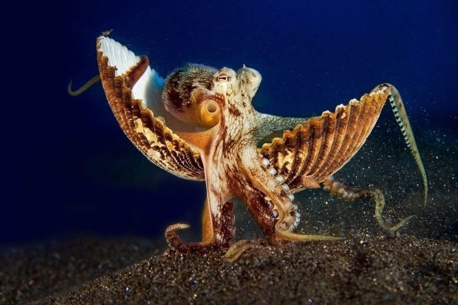 Secrets of the Octopus