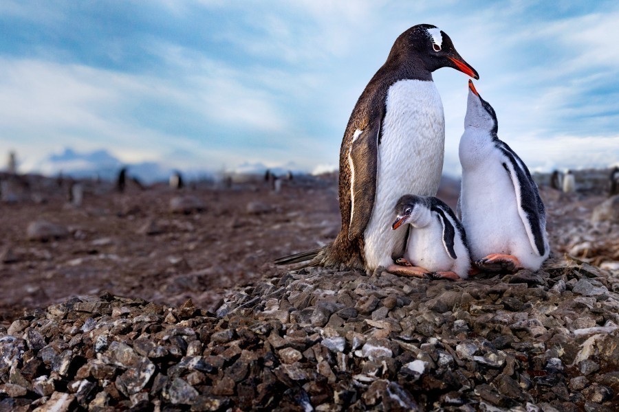 Secrets of the Penguins