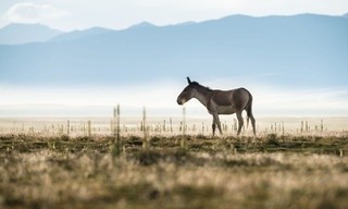 The hidden kingdoms of China