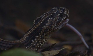 The Hidden World of Snakes