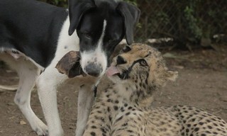 The World's Oddest Animal Couples