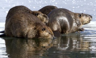 Tierische Superbauten