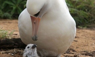 Tierische Superbauten