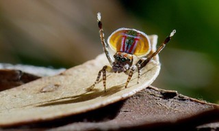 Tierische Überflieger