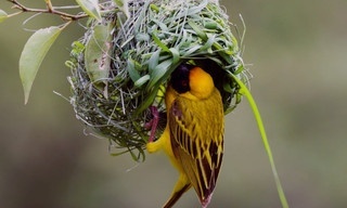 Tierische Überflieger