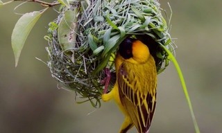 Tierische Überflieger