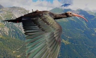 Tierische Überflieger