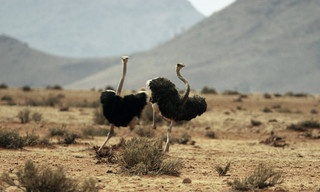 Tierische Überflieger