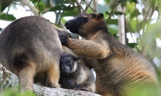 Tree Kangaroos: Ghosts of the Forest