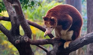 Tree Kangaroos: Ghosts of the Forest
