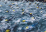 Triatlon: T100 World Tour Gold Coast