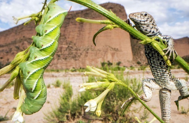 Still uit The Green Planet