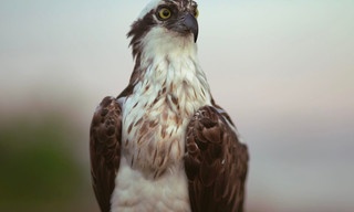 Visarenden: Jagers boven zee