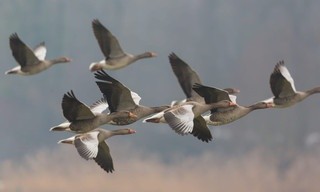 Von der Steppe in die Alpen - Vögel in Österreich