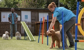 Waffel de wonderhond