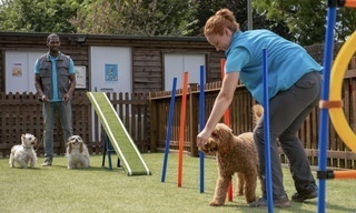 Waffel de wonderhond