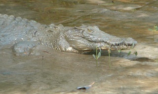 When Predators Attack