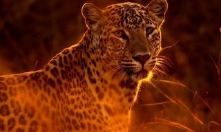 Wild Hunters: Deadly Killers of Africa