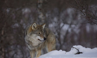 Wild Lapland