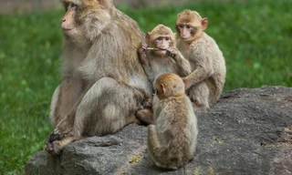 Wild Taiwan: Jungle island