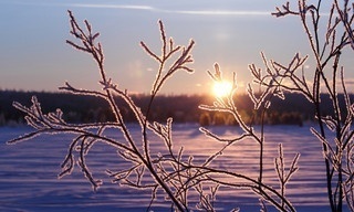 Winter's Hidden Wonders