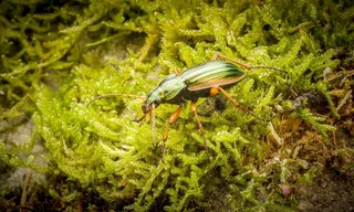 Winzige Wunder: Insekten