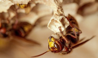 Winzige Wunder: Insekten