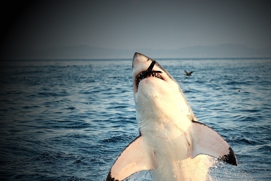 When Sharks Attack
