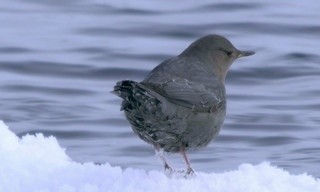 Yellowstone, de neige et de fumées