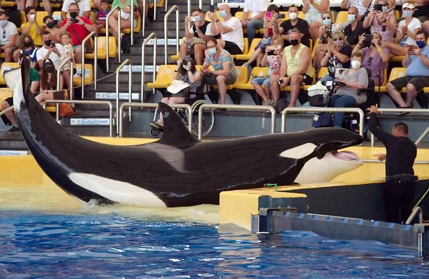 Zembla staat in teken van orka Morgan