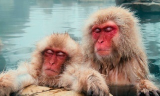 Zo slapen wilde dieren