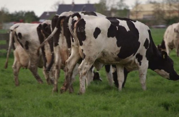 Waarom gebeurt er niks op de boerderij?