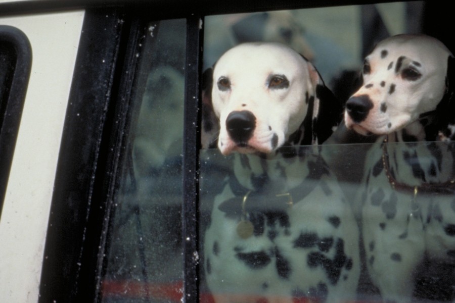 101 Dalmatians