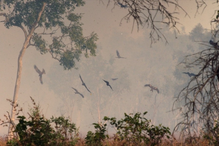 A Wild Year on Earth