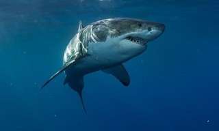 Beesten van de Grote Oceaan