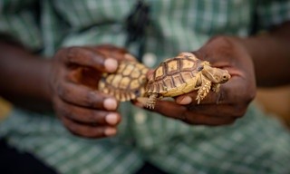Das Überleben der Langsamsten