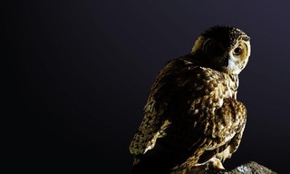 Dead By Dawn: Compilation