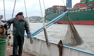 Der Stint - Ein Fisch und sein Fluss