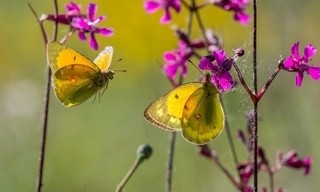 Die Geschichte vom orangeroten Heufalter
