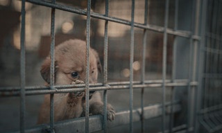 Die Hunde-Mafia: How to kill a Puppy & get rich