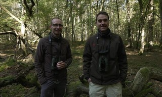 Die magische Welt der Bäume