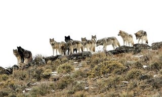 Die Rückkehr der Wölfe - Das Wunder im Yellowstone Nationalpark
