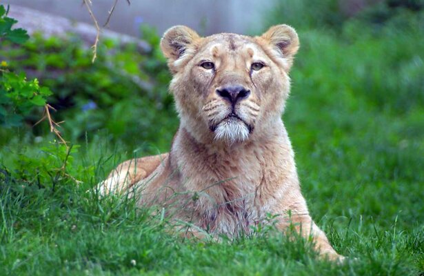 Leeuwin uit Diergaarde Blijdorp